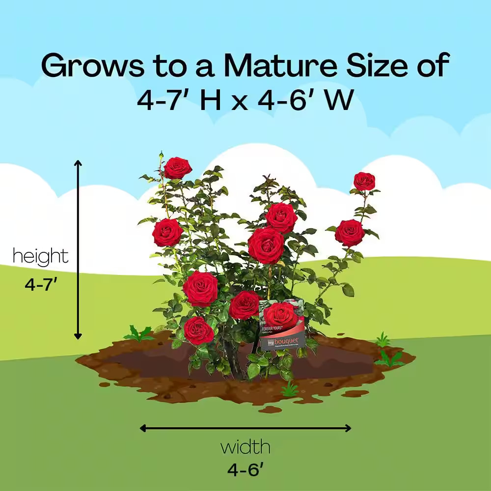 2 Gal. Forever Yours Rose with Red Flowers