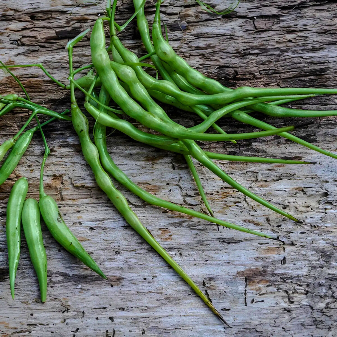 Fresh Rat Tail Radish Seeds | Radish | Heirloom Non-GMO | Asian Vegetables