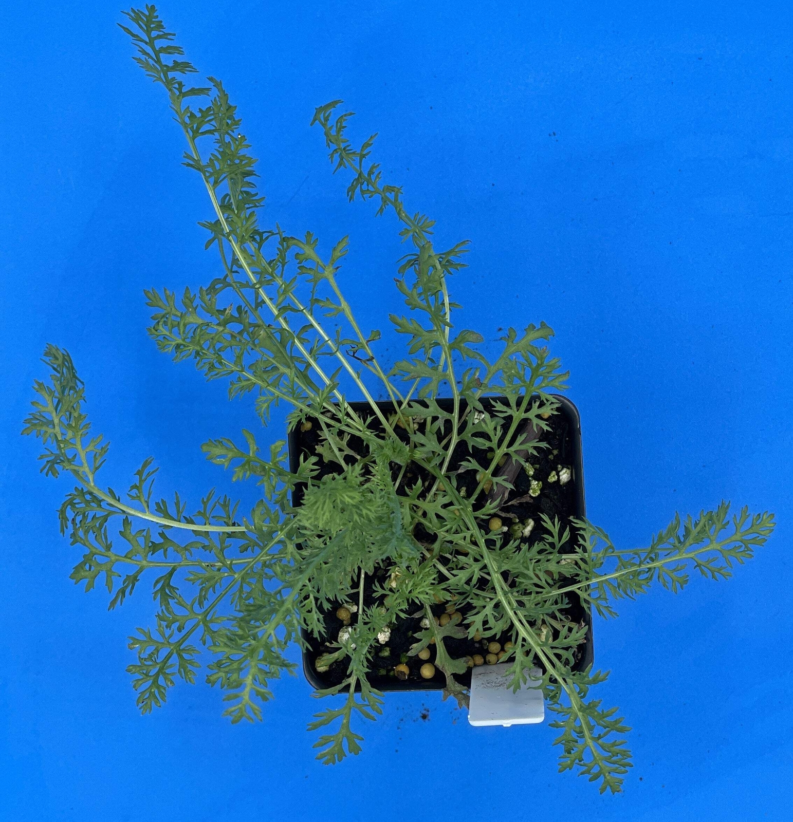 Yarrow Starter Plant – Achillea Millefolium Butterfly and Pollinator Magnet!