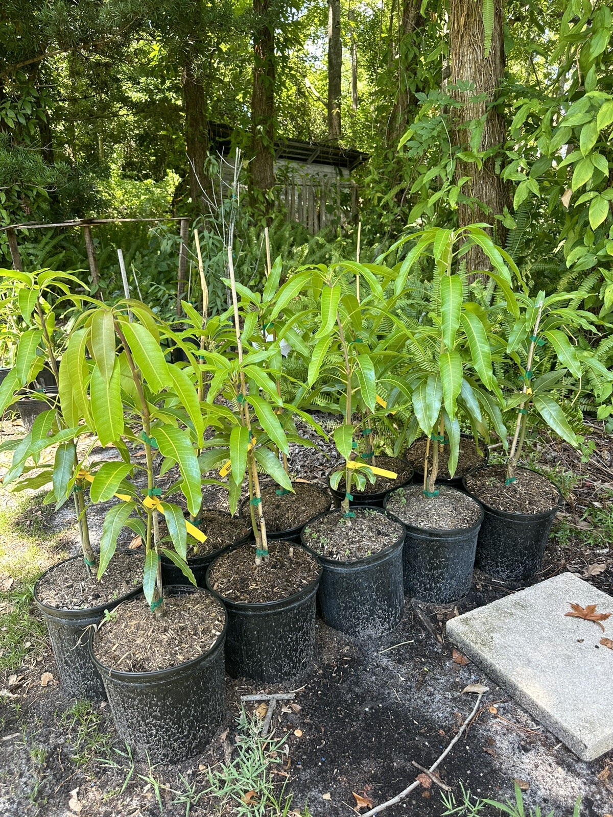 Kesar MANGO TREE GRAFTED (2-4 Feet Tall). Ship To All States