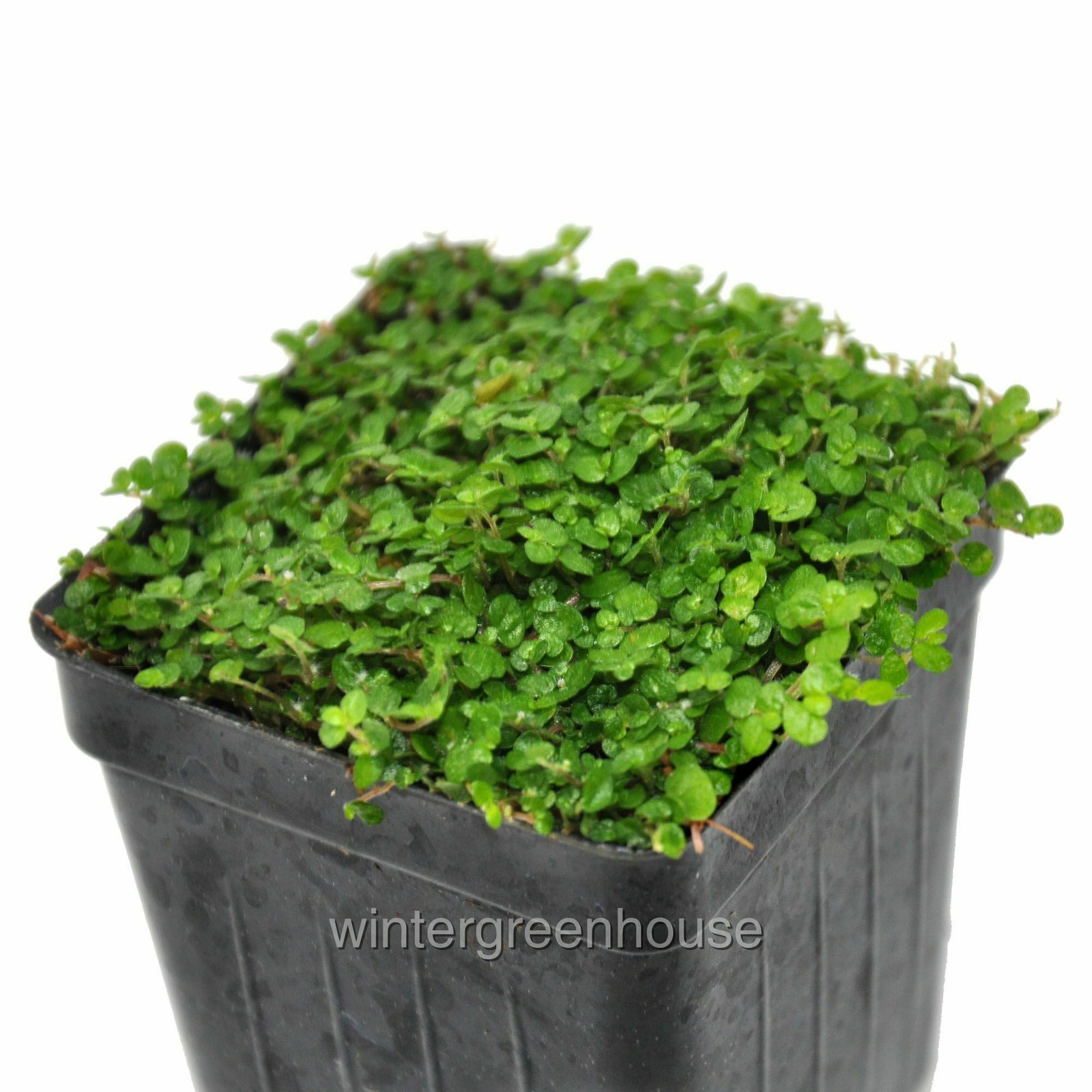 Soleirolia soleirolii, Baby Tears, Green, Container Size: 3″ (2.6×3.5″)