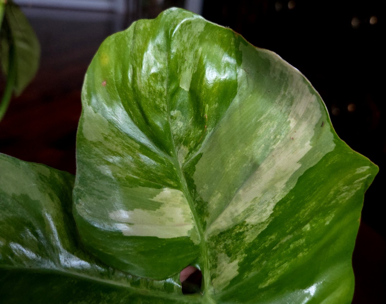 Rare XL Philodendron Florida Beauty X Paraiso Verde 28″ Wide 14″ Leaf Monstera
