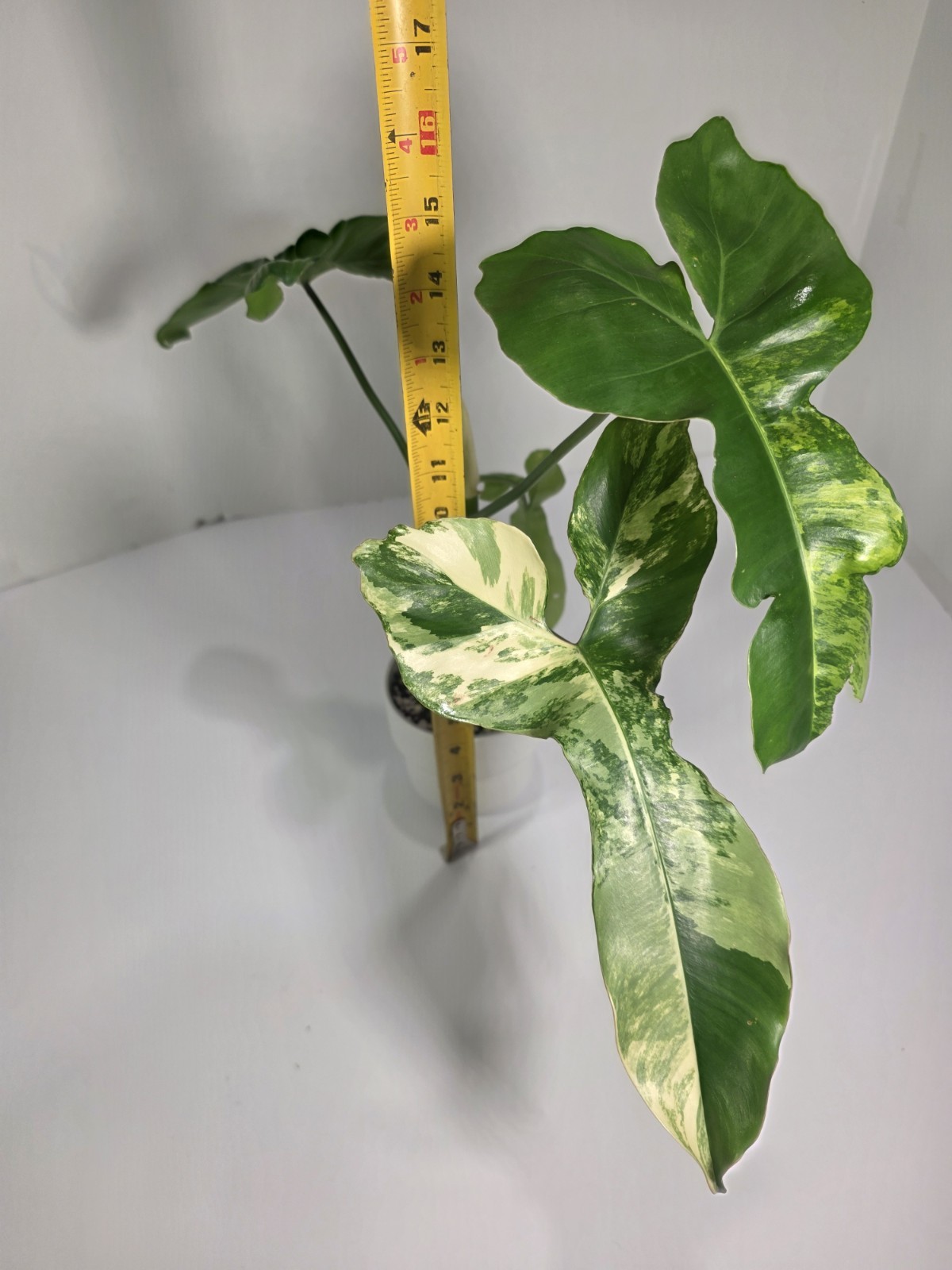 Philodendron Jennifer (Florida Beauty x Billietiae) – 4 inch pot, 4 leaf