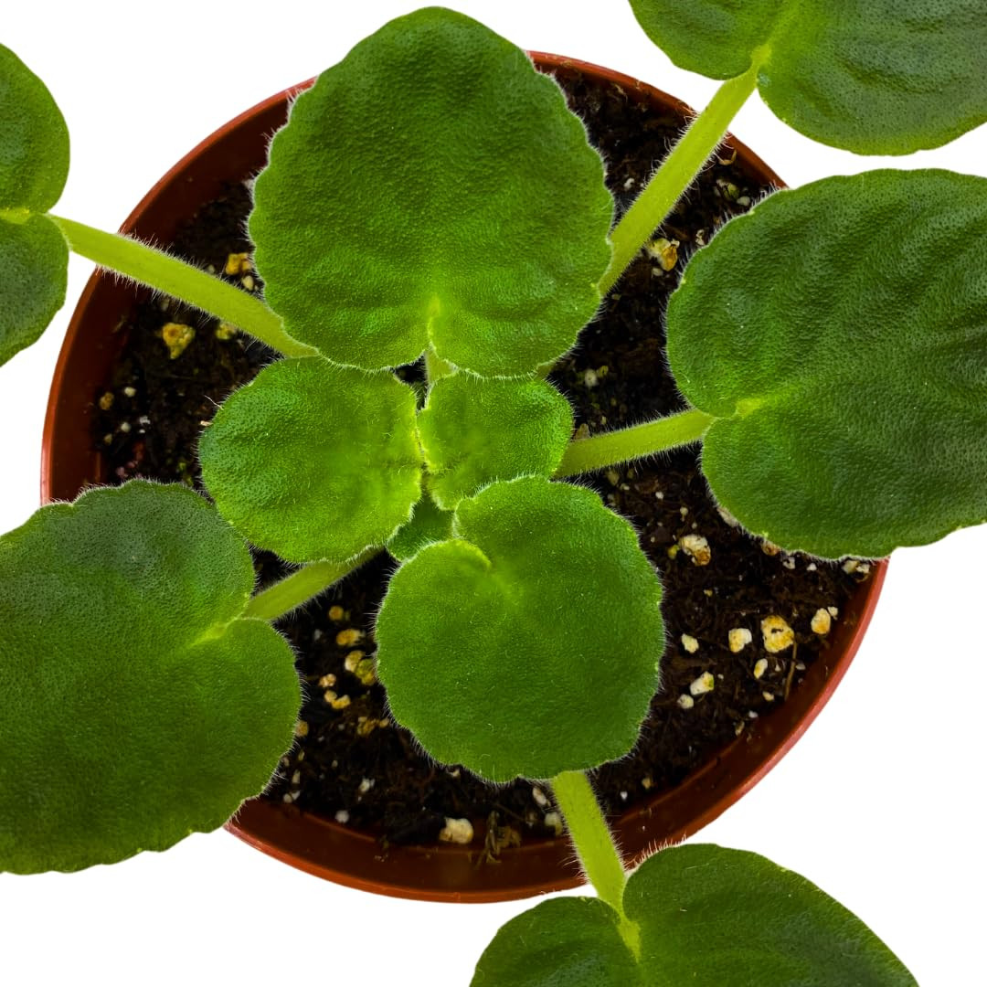Harmony Foliage African Violet VaT Light in The Night 4 inch Blue Flower White E