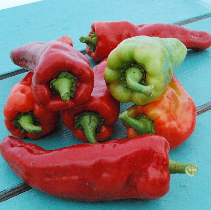 Giant Aconcagua pepper seeds 50 sweet pepper seeds