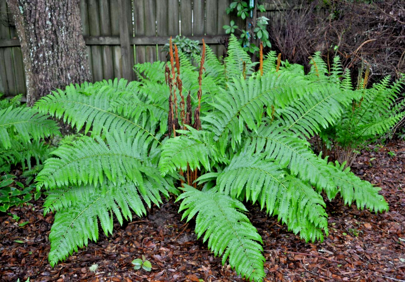 10 Cinnamon Fern Rhizomes – Well Rooted Bareroot With No Top – Zones 3-9