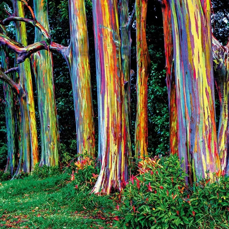 100 Rainbow Eucalyptus Tree Seeds | Fast-Growing Colorful Bark | Rare Perennial