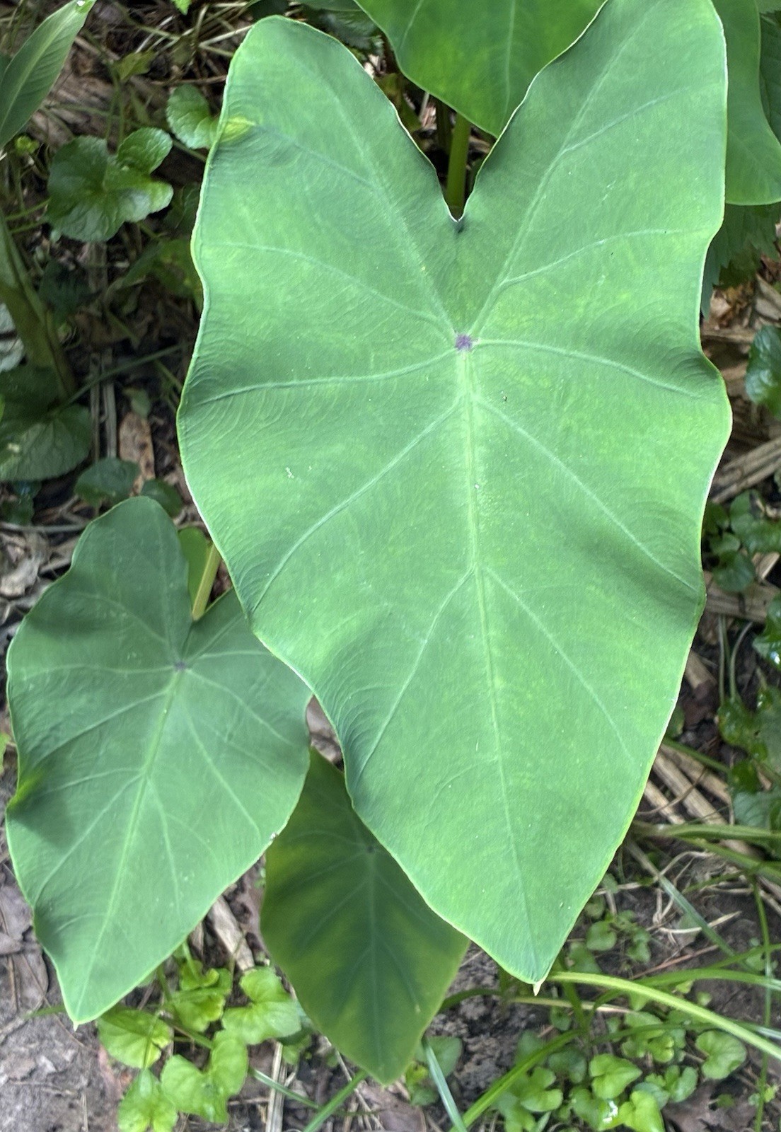 Running Elephant Ear Perennial Live Plant Bare Root “4” Plants