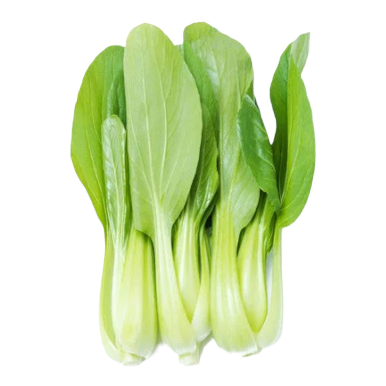 1000pcs ‘All Year Round’ Chinese Cabbage Seeds – Heirloom & Organic, Non-GMO