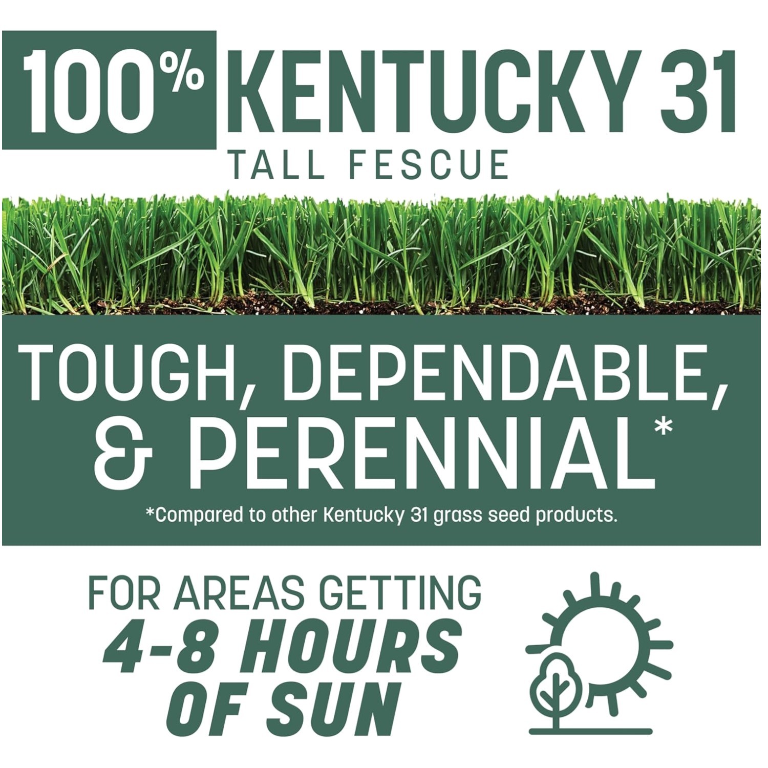 Kentucky 31 Tall Fescue Grass Seed