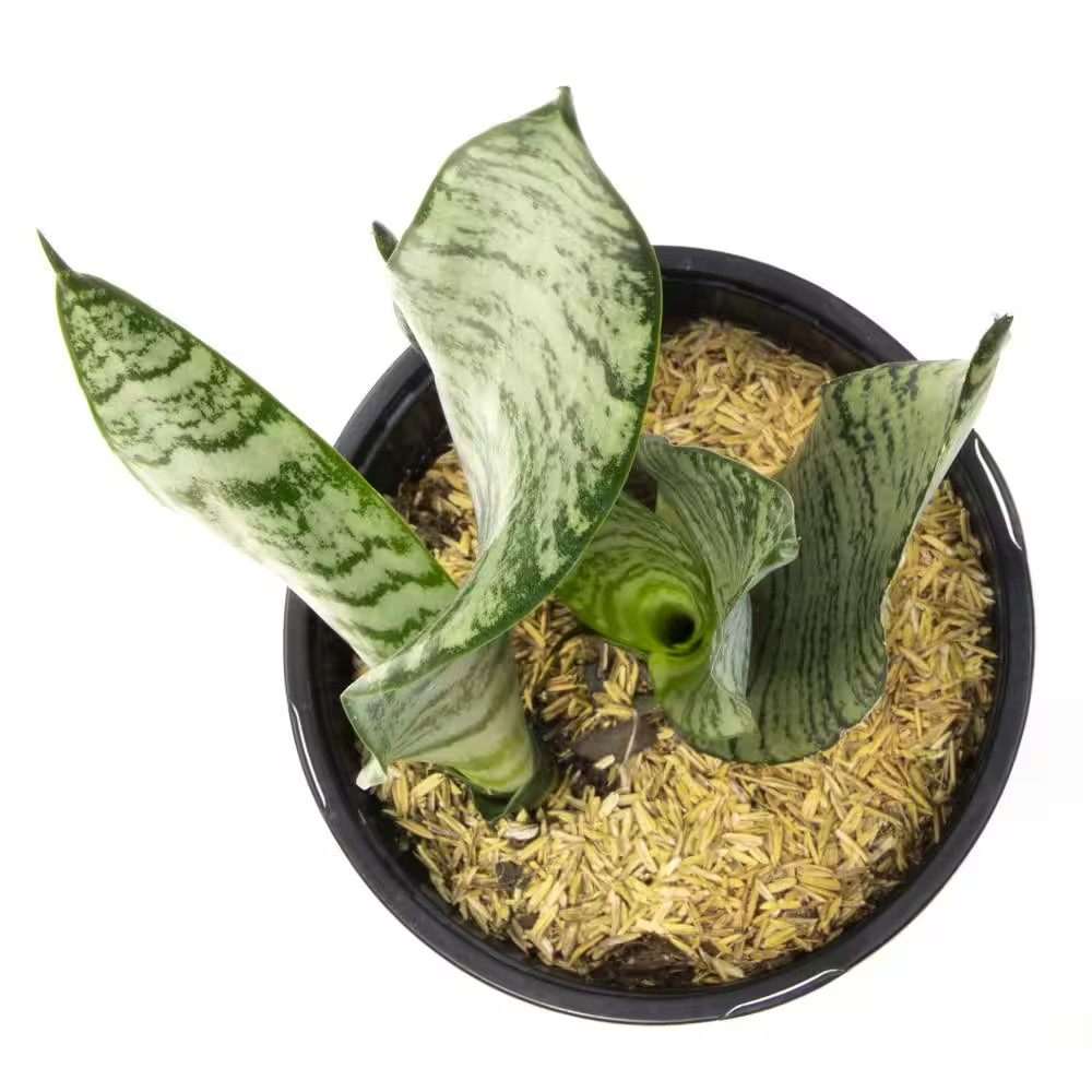 Variegated Live Snake Plant (Sansevieria Zeylanica) Air Purifying Houseplant in