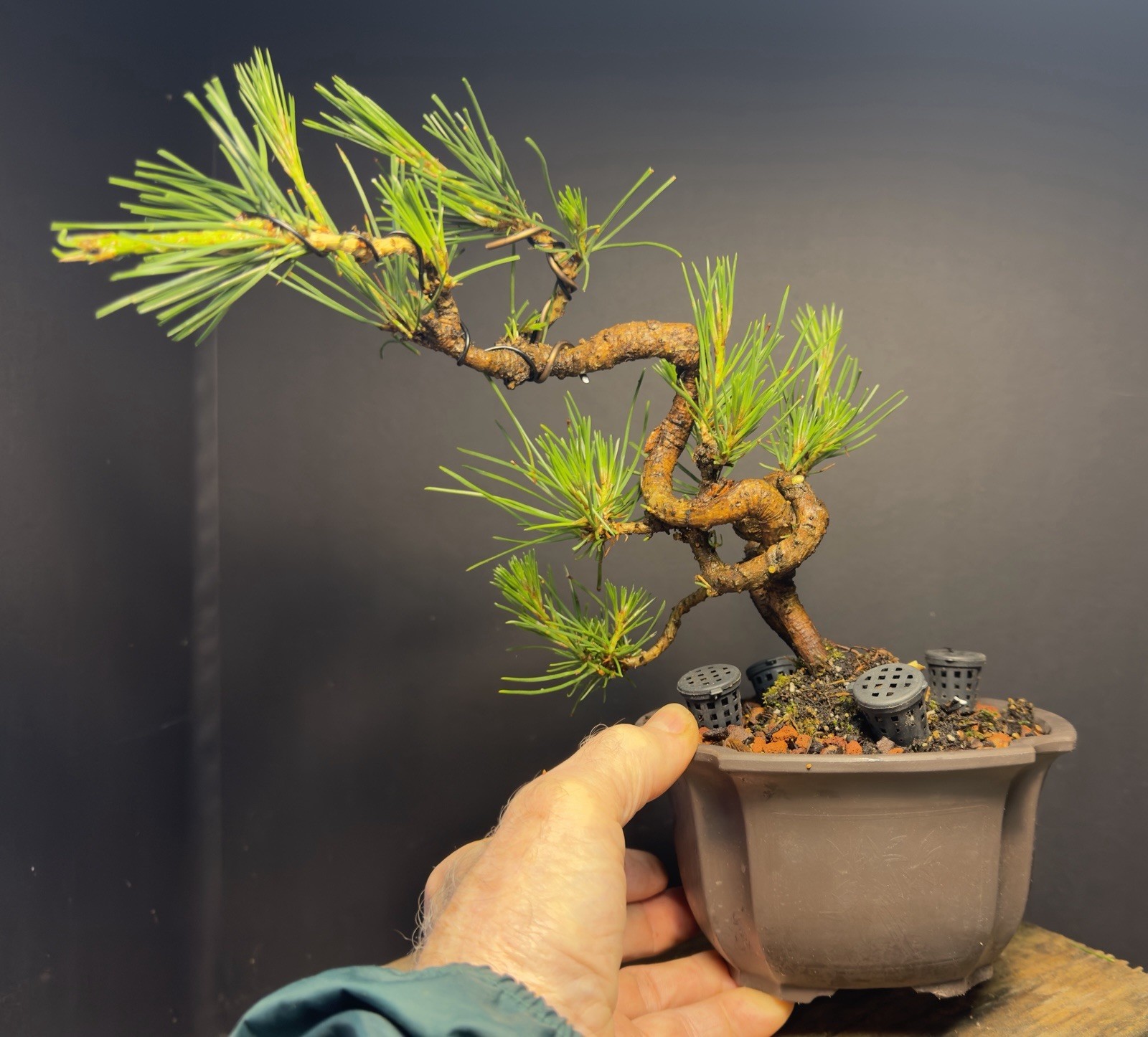 Bonsai Tree Japanese Black Pine Trained “Dragon” Style 11” Tall Plastic Grow Pot