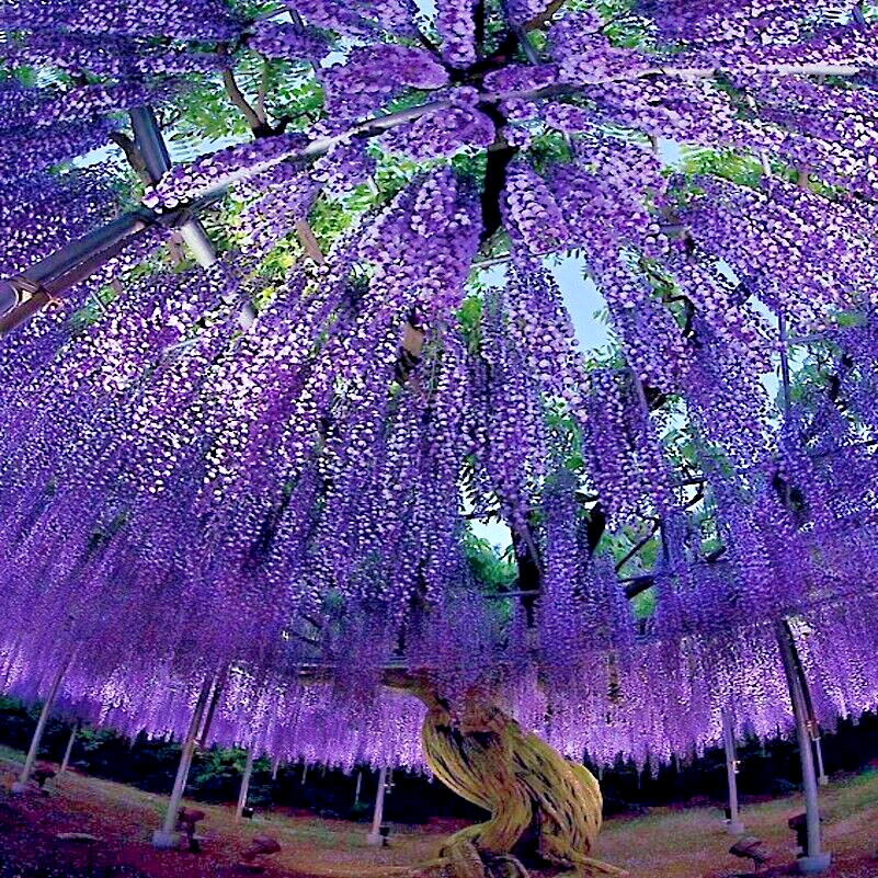 5 Chinese Wisteria Tree Seeds Fast Climber Flower Vine, Cold Hardy Bonsai Plant