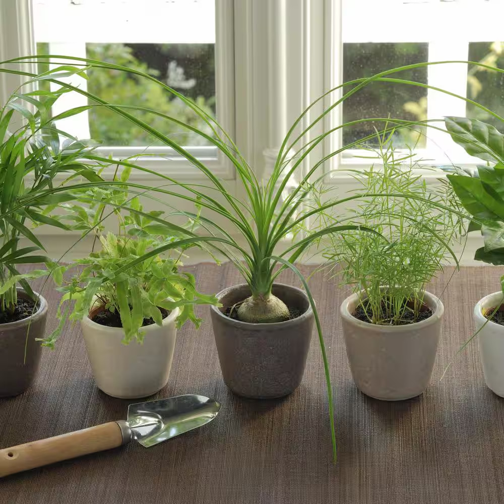 5.5 In. Cottage Hill Ponytail Palm Plant in Pot