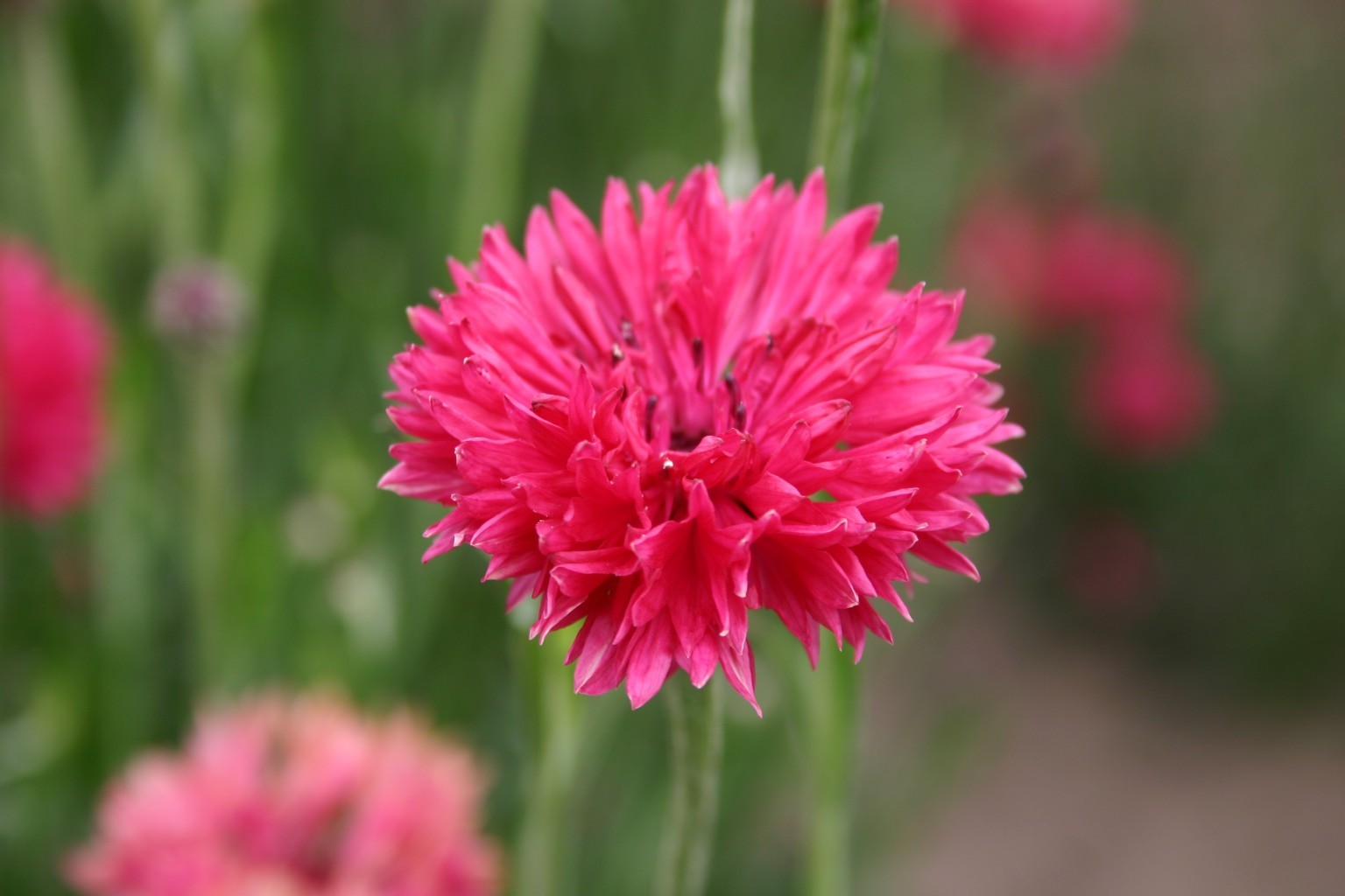 Tall Red Bachelor Button Cornflower Flower Seeds. 250 Seeds Free Shipping!