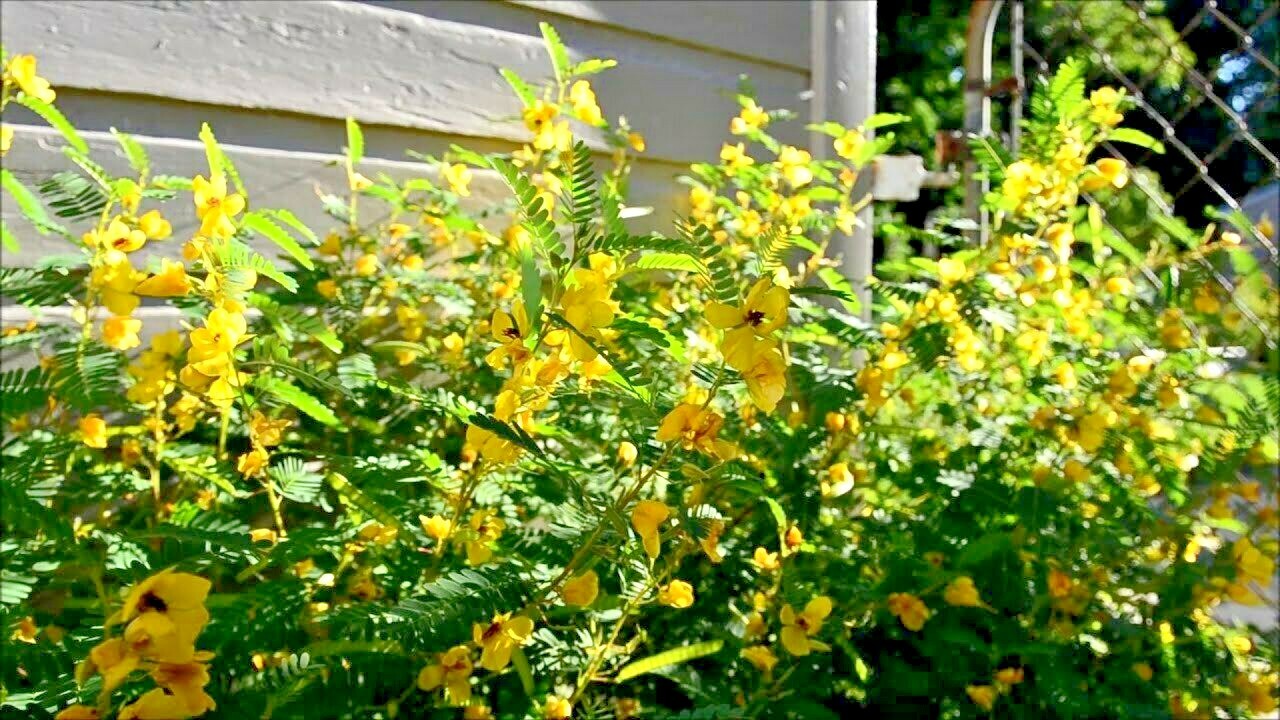 201+ PARTRIDGE PEA Seeds Native Wildflower Fall Food Source Turkey Deer Birds