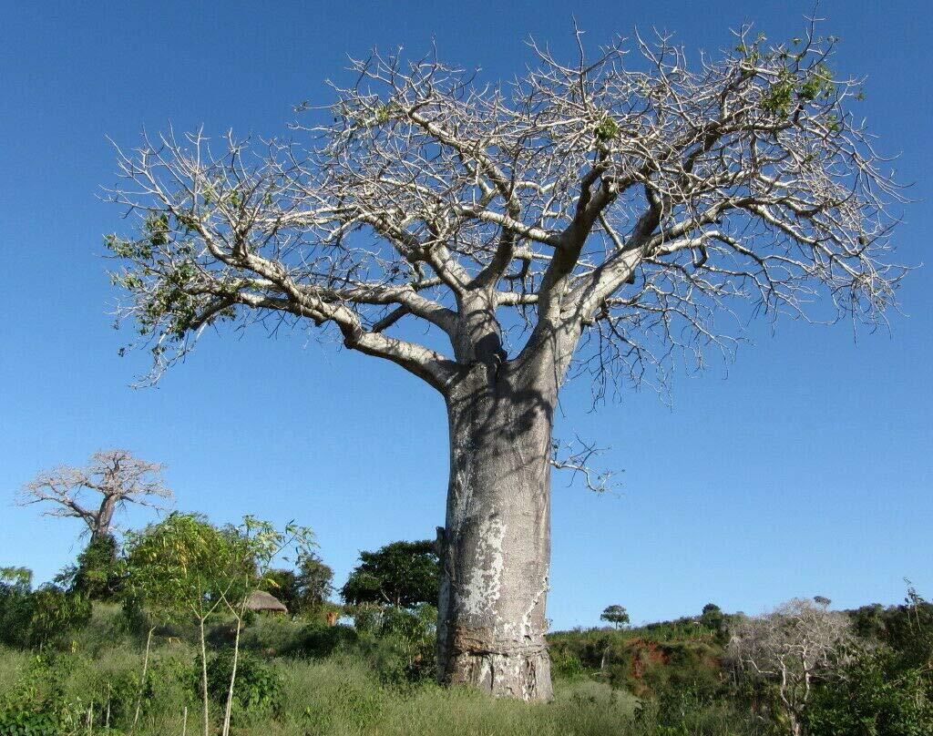 Adansonia Digitata – Baobab Tree – Rare Exotic Tree jocad (5 Seeds)