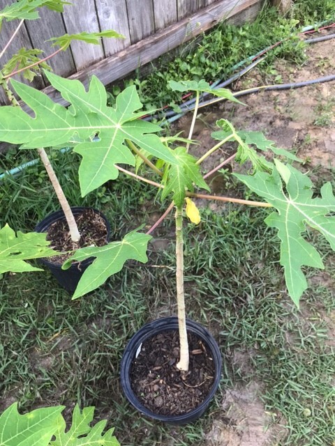 26-30″ Tall Papaya Plant