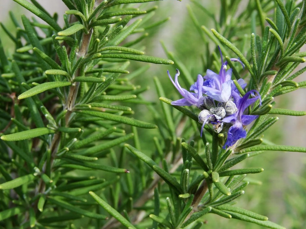 Set 3 Tuscan Blue Rosemary Plants 4-7″ Tall Rosemary Plants Fragrant Herb