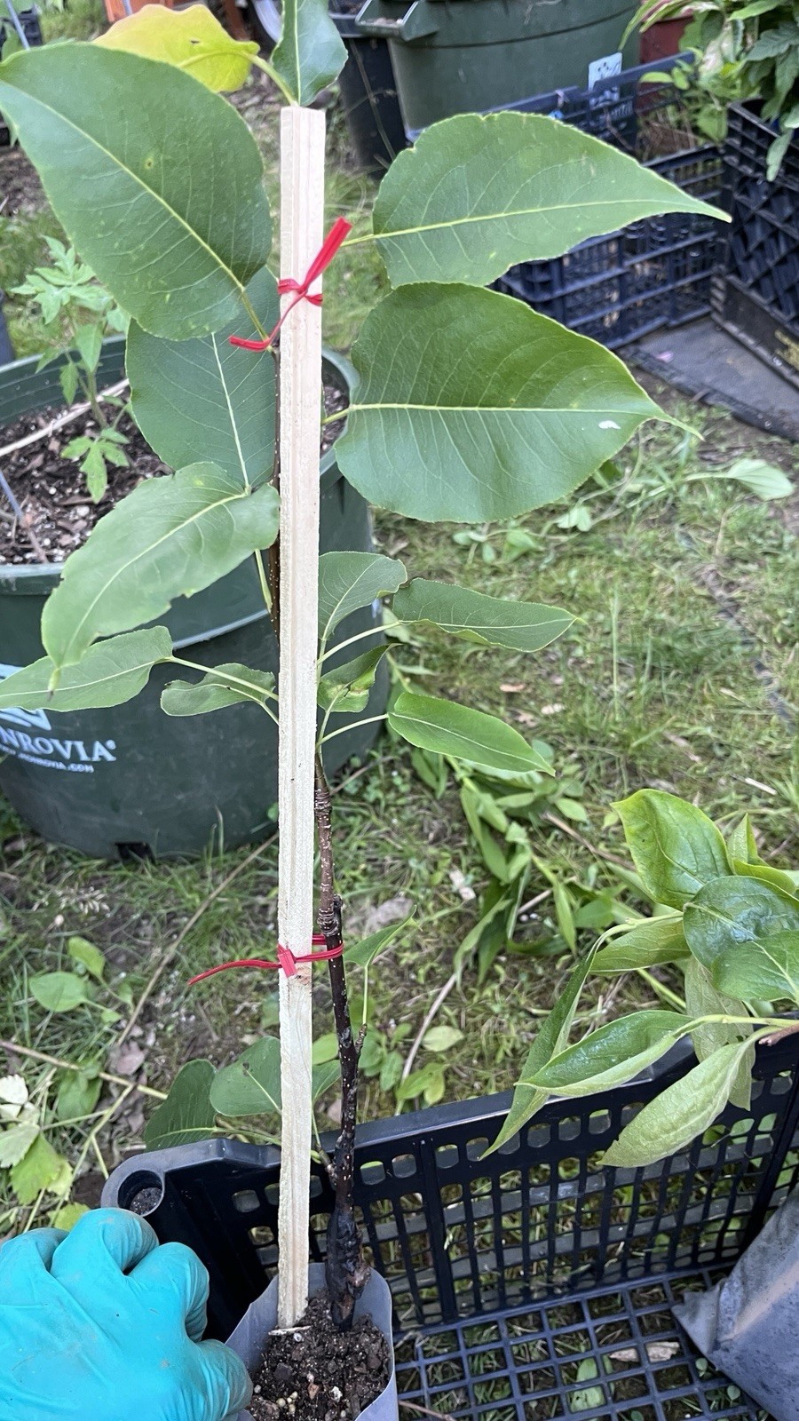 Saijo Asian Persimmon, grafted, 12-18 inches tall live tree plant