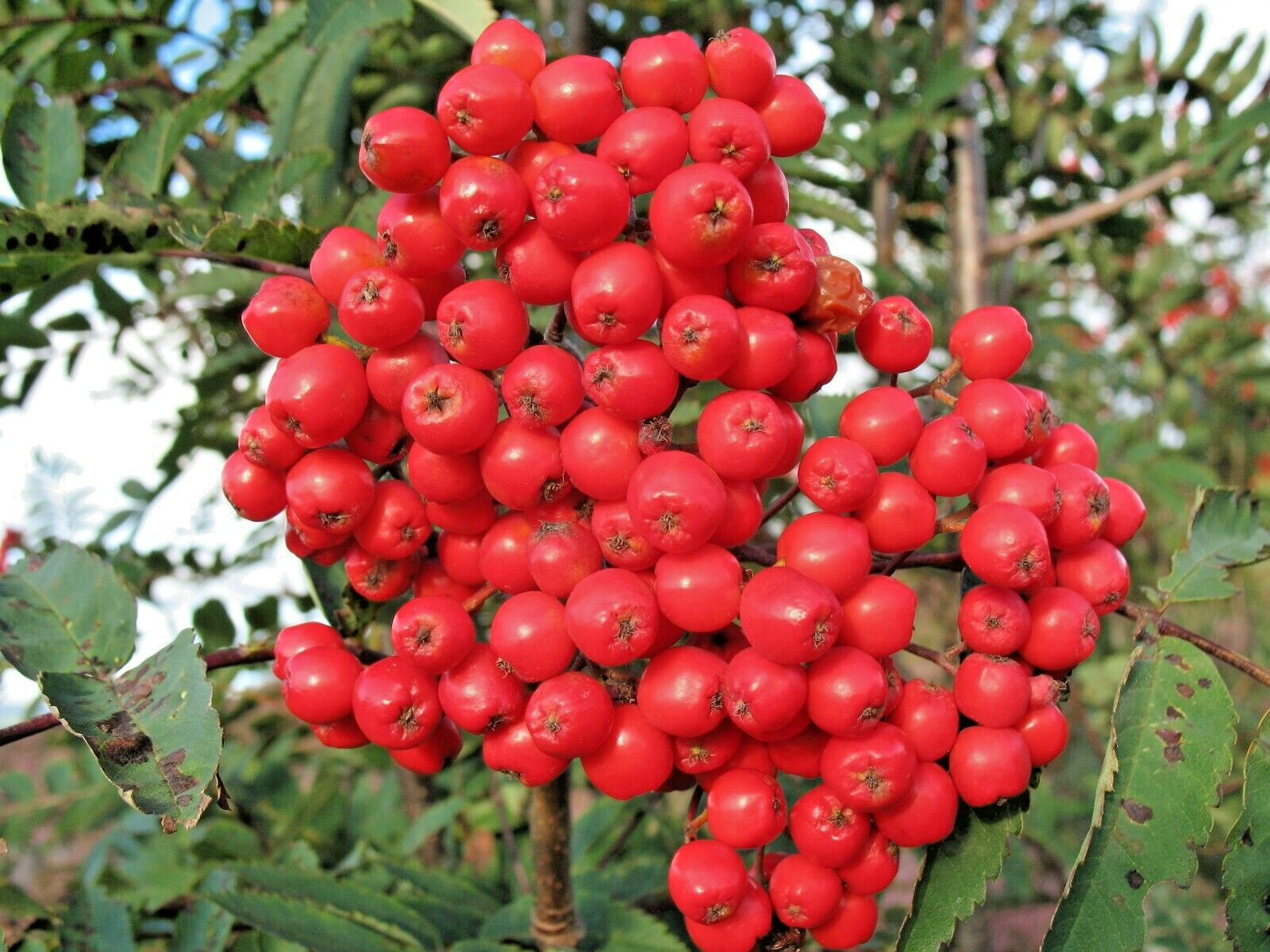 10 EUROPEAN MOUNTAIN ASH SEEDS – Sorbus aucuparia