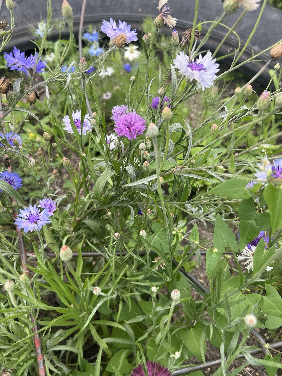 3 Pack Flower Seeds~Organic Heirloom~ Love In A Mist~Hollhock~Bachelor Button