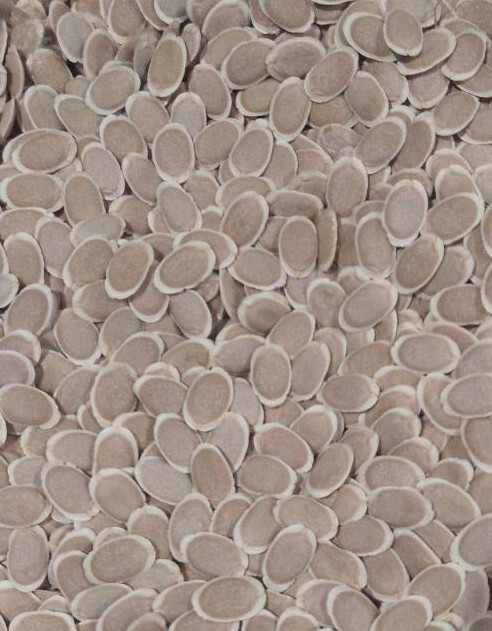 BULK PRICE FREE SHIPPING USA 100%Organic Natural Loofah Sponge Seeds Luffa Gourd