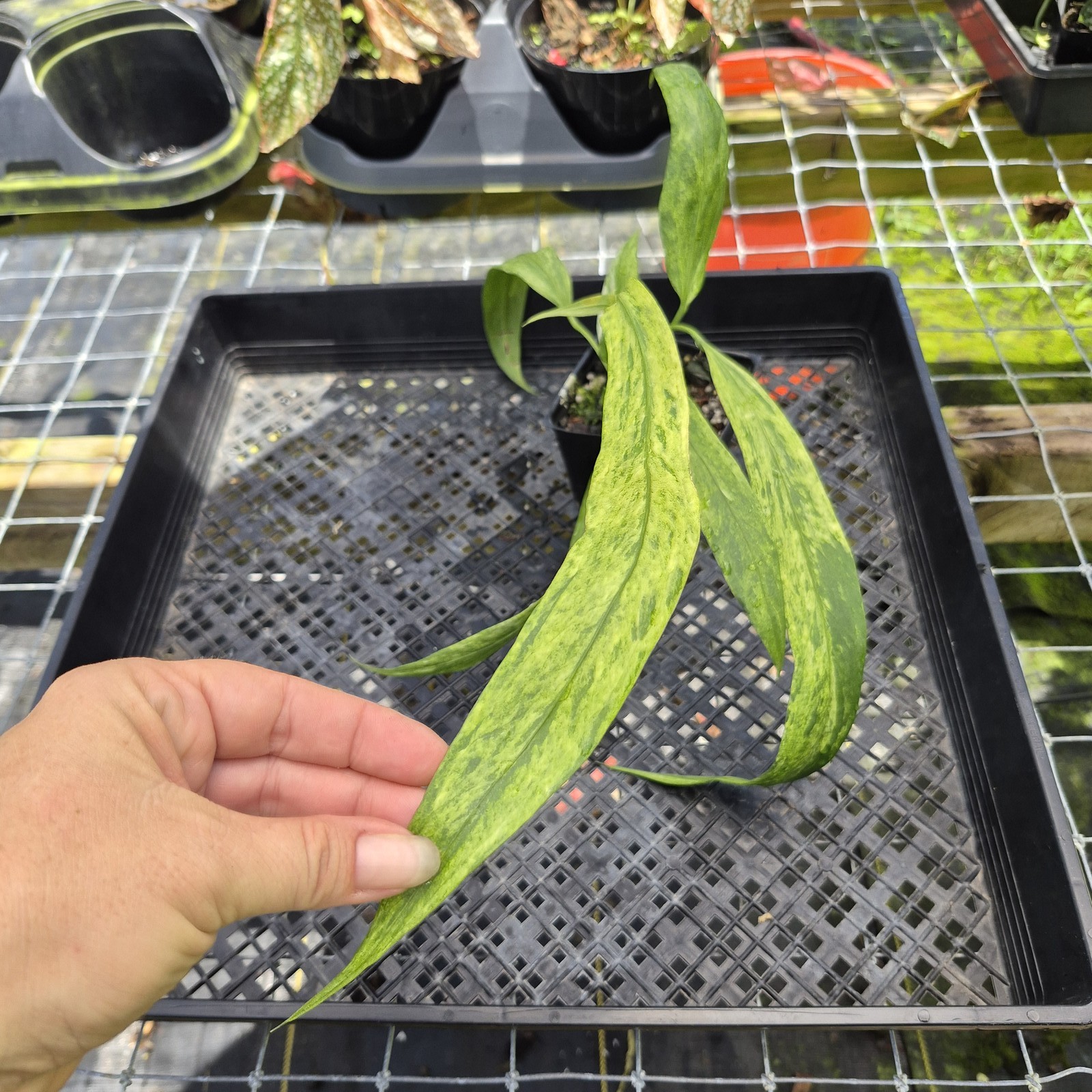 Anthurium Vittarifolium , Exact Plant Variegated Ships Nationwide