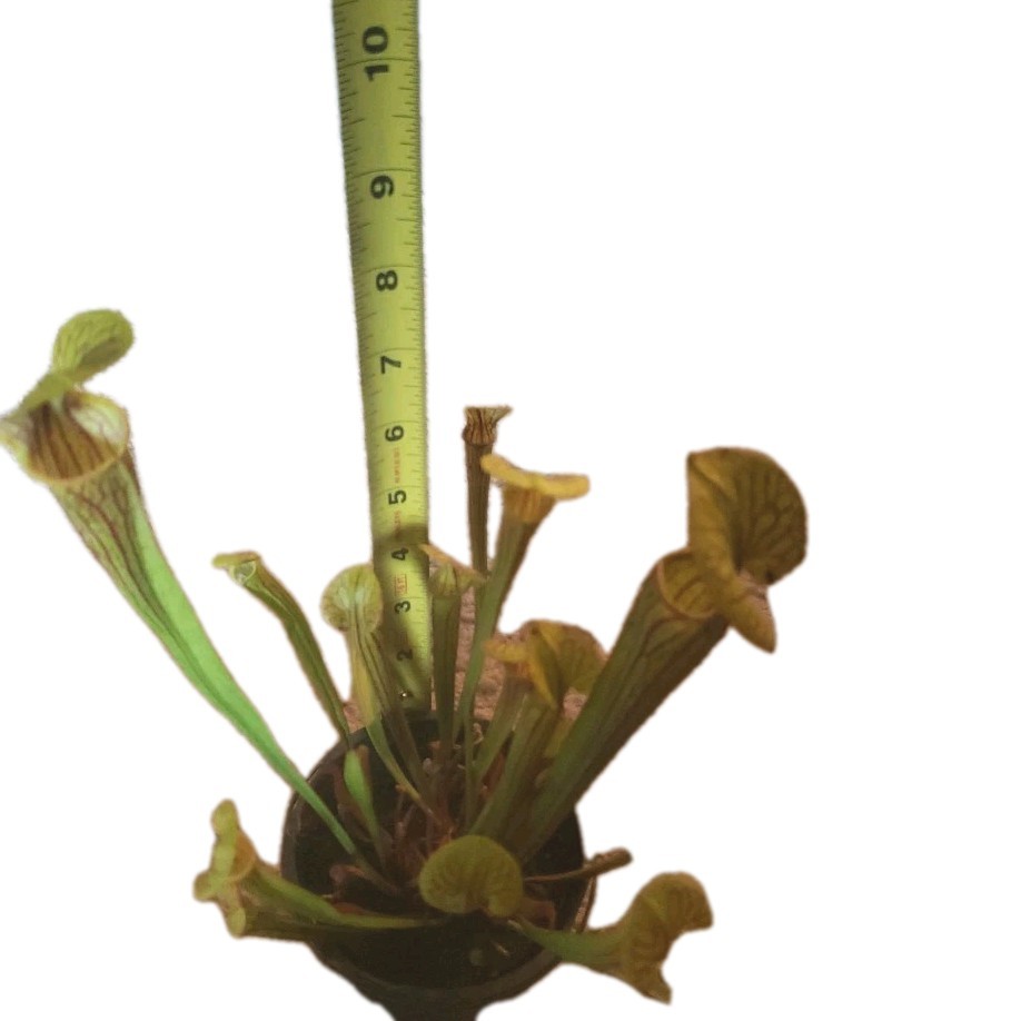 Stunning Sarracenia Flava X Rubra ‘Popei’ Carnivorous Pitcher Bog Plant