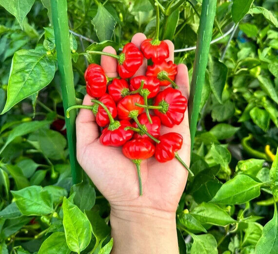 Red Brazilian Starfish Pepper Seeds (20) / ORGANIC / Hot / FL GROWN / RARE