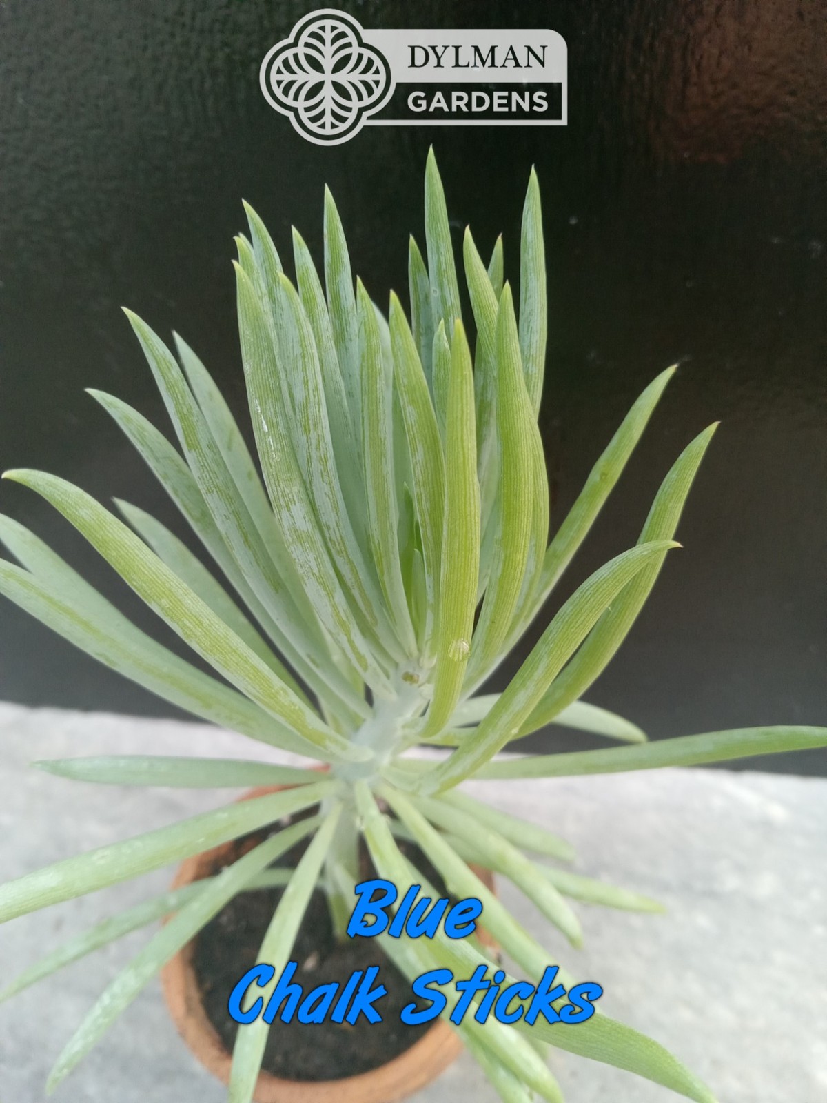 Blue Chalk Sticks (Curio talinoides) Blue Senecio – Live Plant – Multiple Sizes
