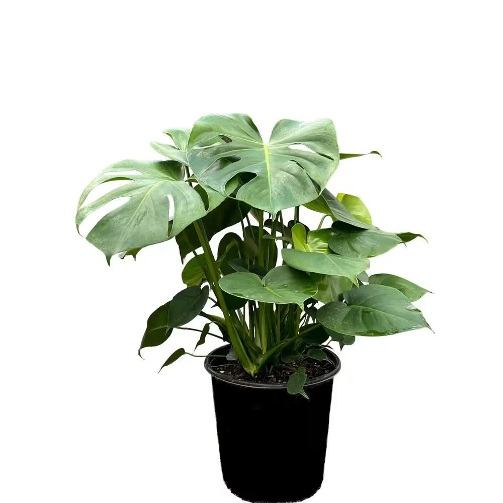10 In. Philodendron Monstera Plant Grower’S Choice in Deco Pot