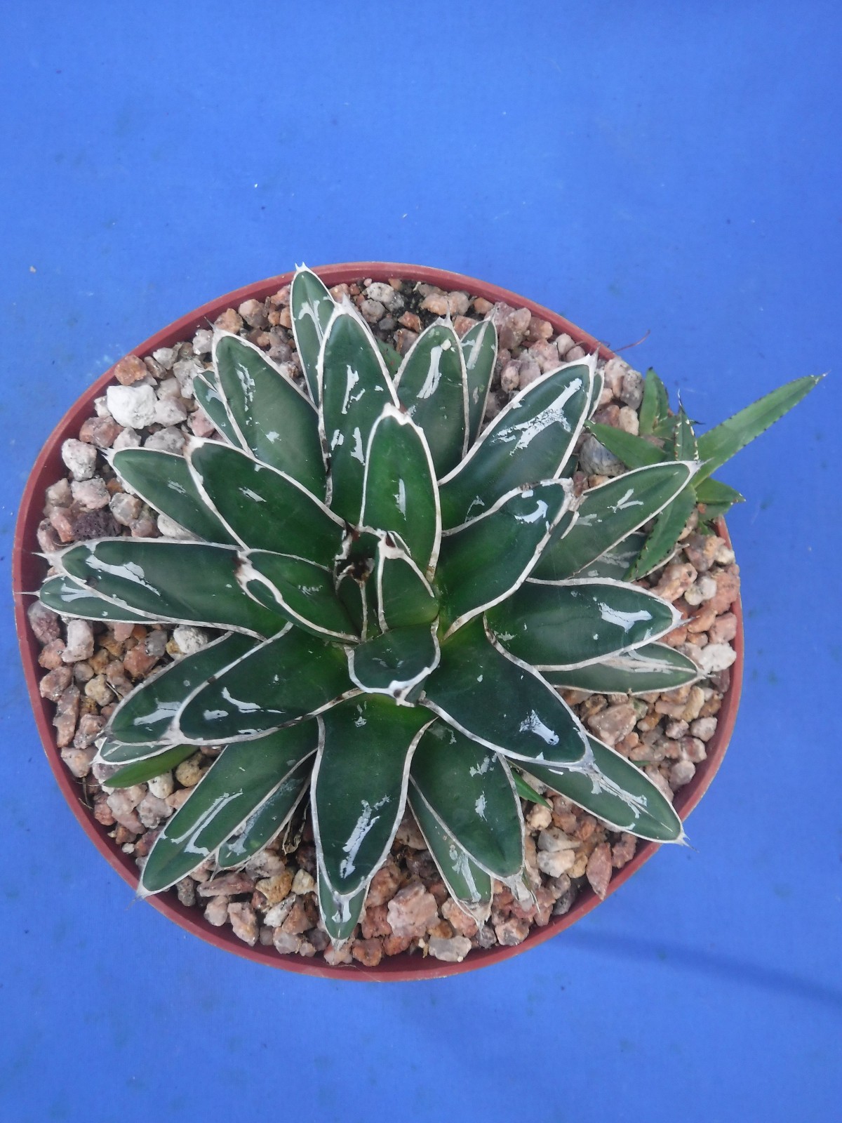 Agave victoria-reginae compacta Queen Victoria Agave 5″ Wide + 4 PUPS! I5