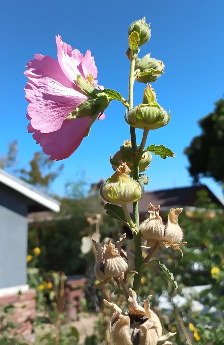 Light Purple Hollyhock – (100+) Seeds 1.5 g.