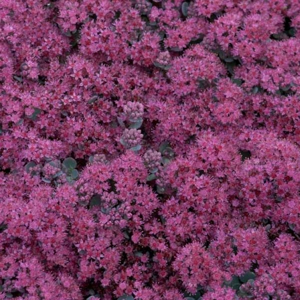 sedum LIDAKENSE succulent stonecrop sun perennial = 1 Potted Garden Plant