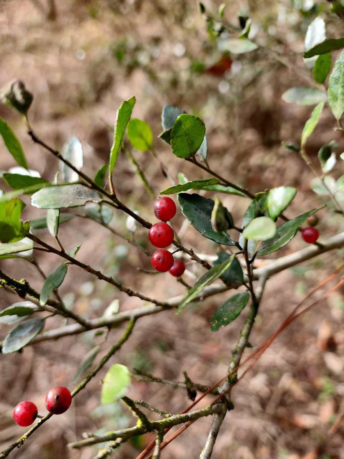 🌿 2 Yaupon Holly Seedlings (Ilex vomitoria) – 6–10” Tall | Native Evergreen