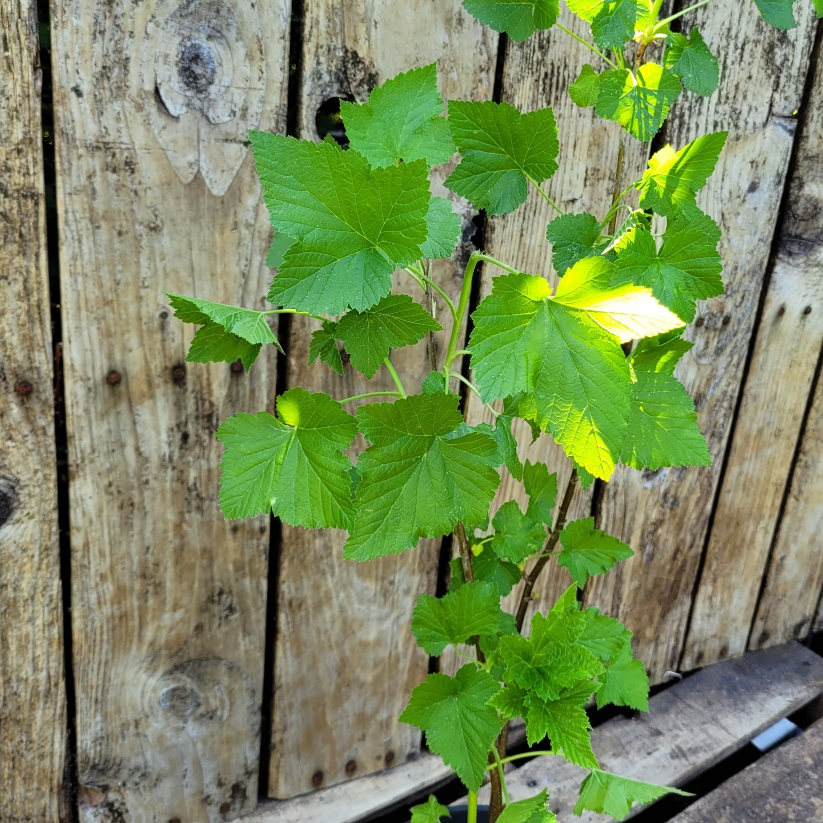 Black Currant Ribes Nigrum Live Plant 26″ Bare-Root Cold Hardy USDA Zones 3-8