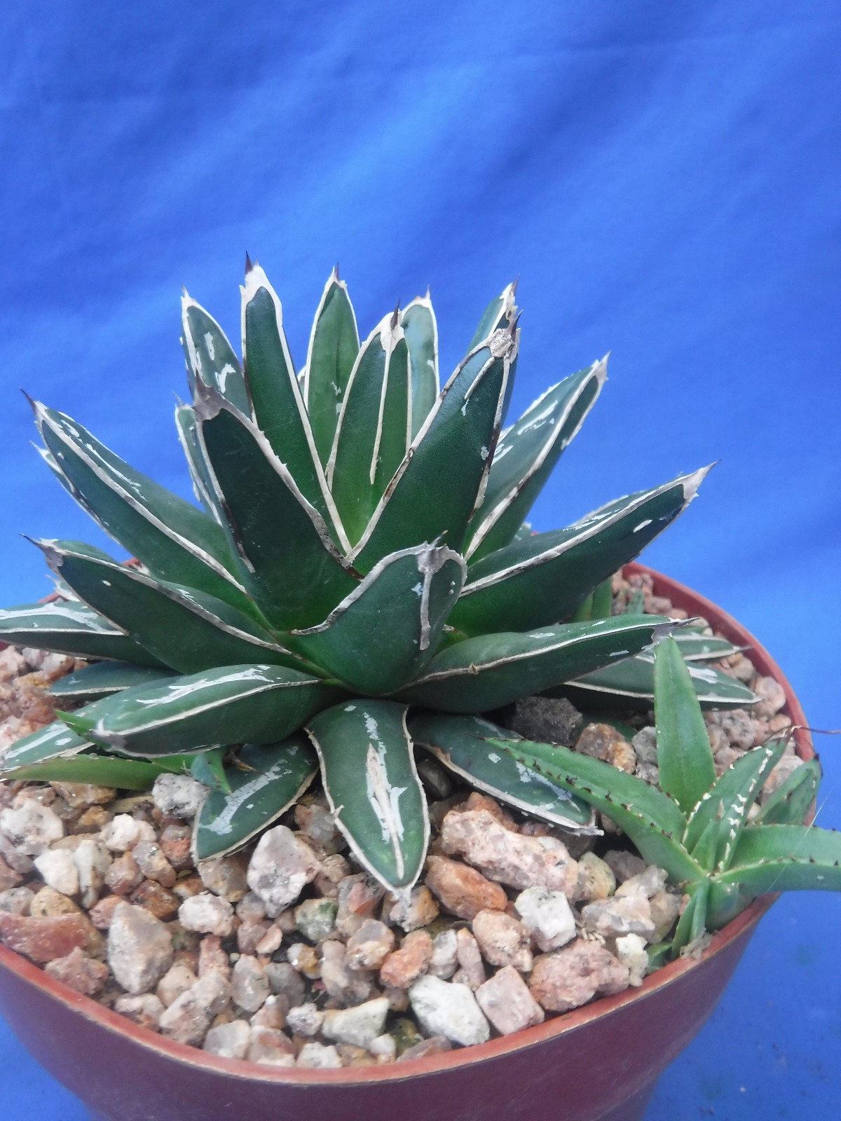 Agave victoria-reginae compacta Queen Victoria Agave 5″ Wide + 4 PUPS! I5