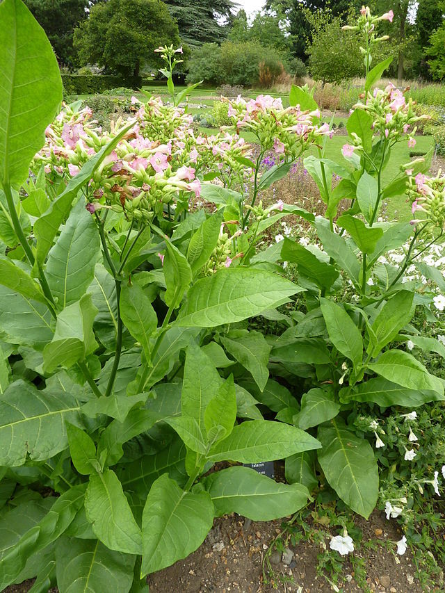TOBACCO Seeds, TN90 Variety *FREE Shipping!* Burley Nicotiana tabacum 500+ SEEDS