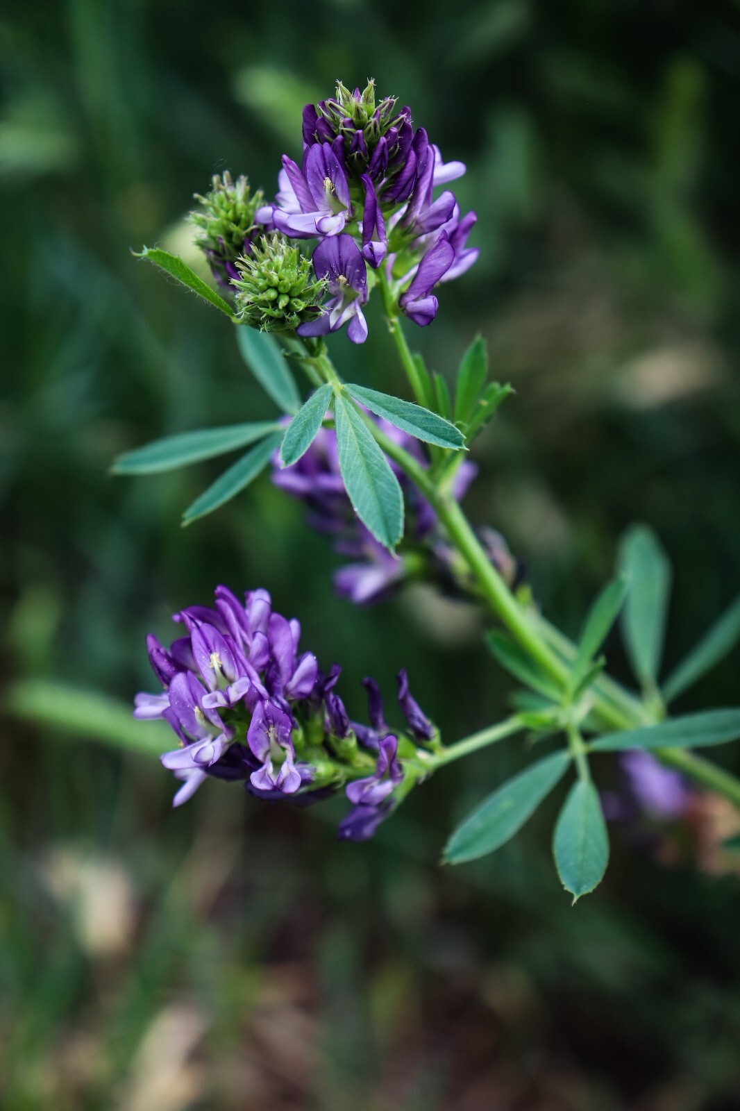 Alfalfa Seeds for Planting – High-Yielding Forage Crop, Nitrogen-Fixing NON-GMO