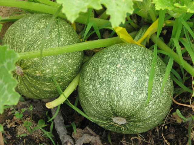 16 SEEDS – squash ZUCCHINI ROUND summer GroCo USA – BUY ANY 15-SHIPS FREE