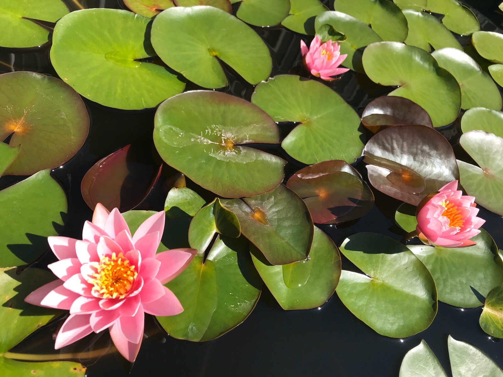 Nymphaea “Pink Sensation” Water Lily (Winter Hardy) | Sprouted Tuber/Rhizome