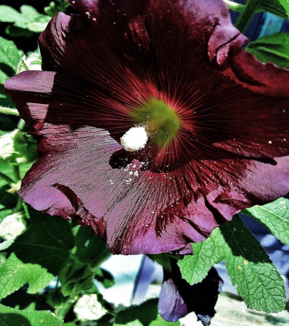 hollyhock flower seeds black heirloom organic 30 seeds FREE SHIPPING