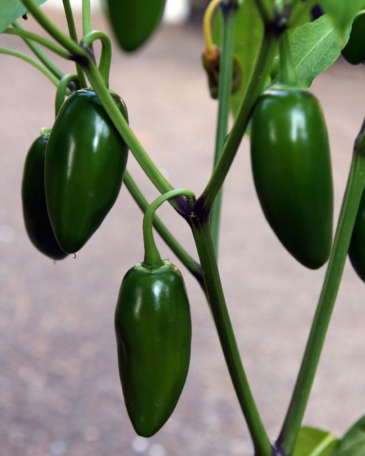 JALAPENO PEPPER LIVE STARTER PLANTS 4-6 INCHES SET OF 2