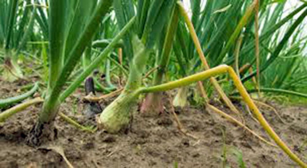Onion, Texas Early Grano, Heirloom, 500 Seeds, Short Day, Vidiala Type