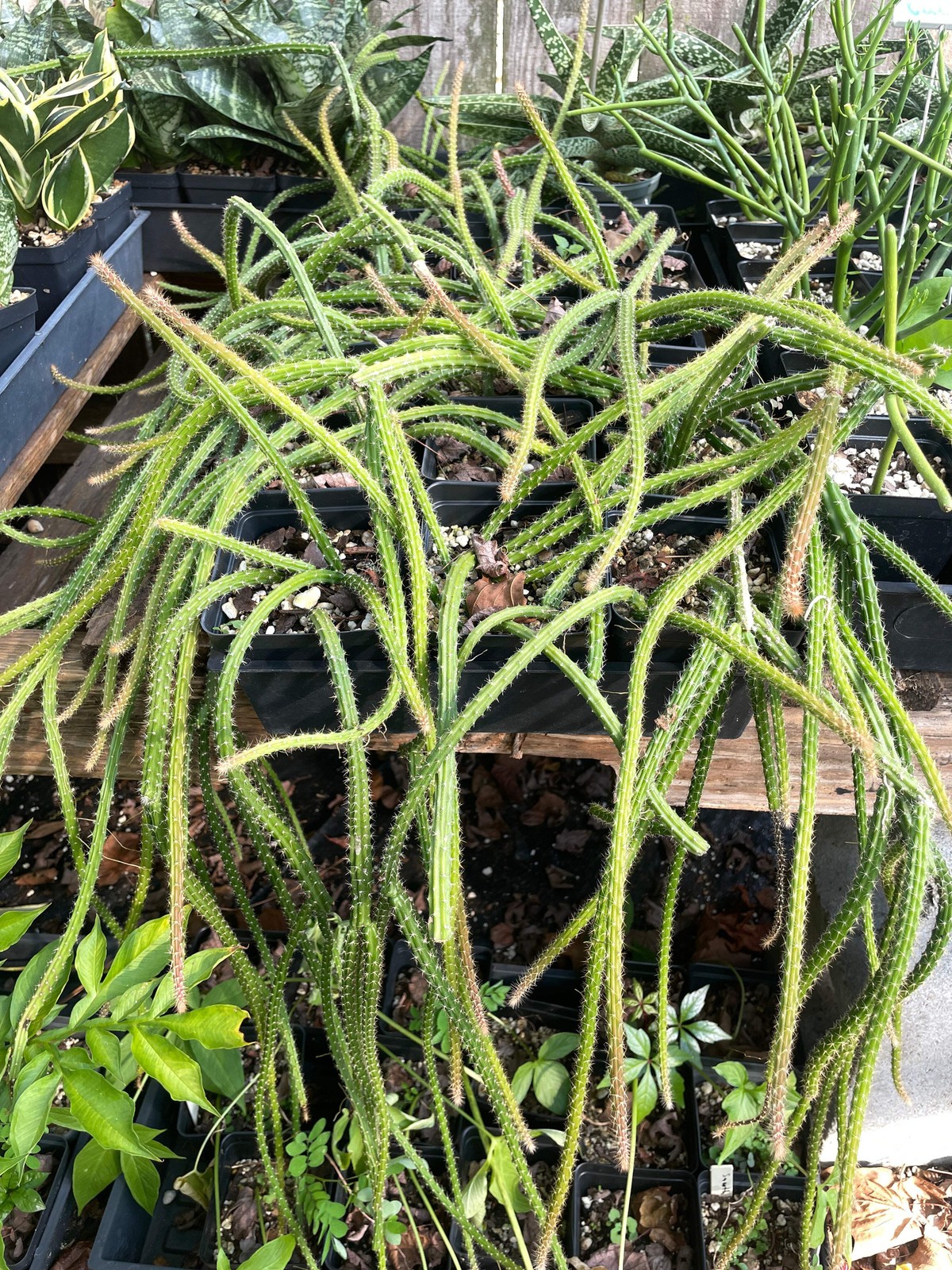 Rat Tail Cactus Ready For Hanging Basket 3.5″ Pot! Very Long Flowering Size!