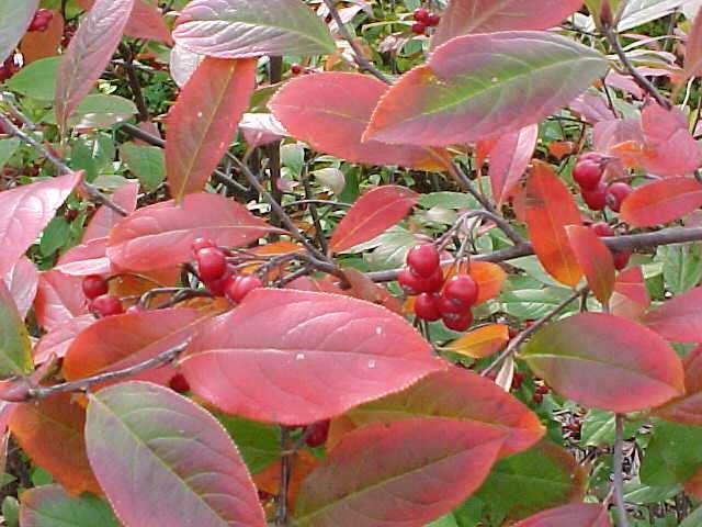 Red Chokeberry, Aronia arbutifolia Brilliantissima, Shrub Seeds