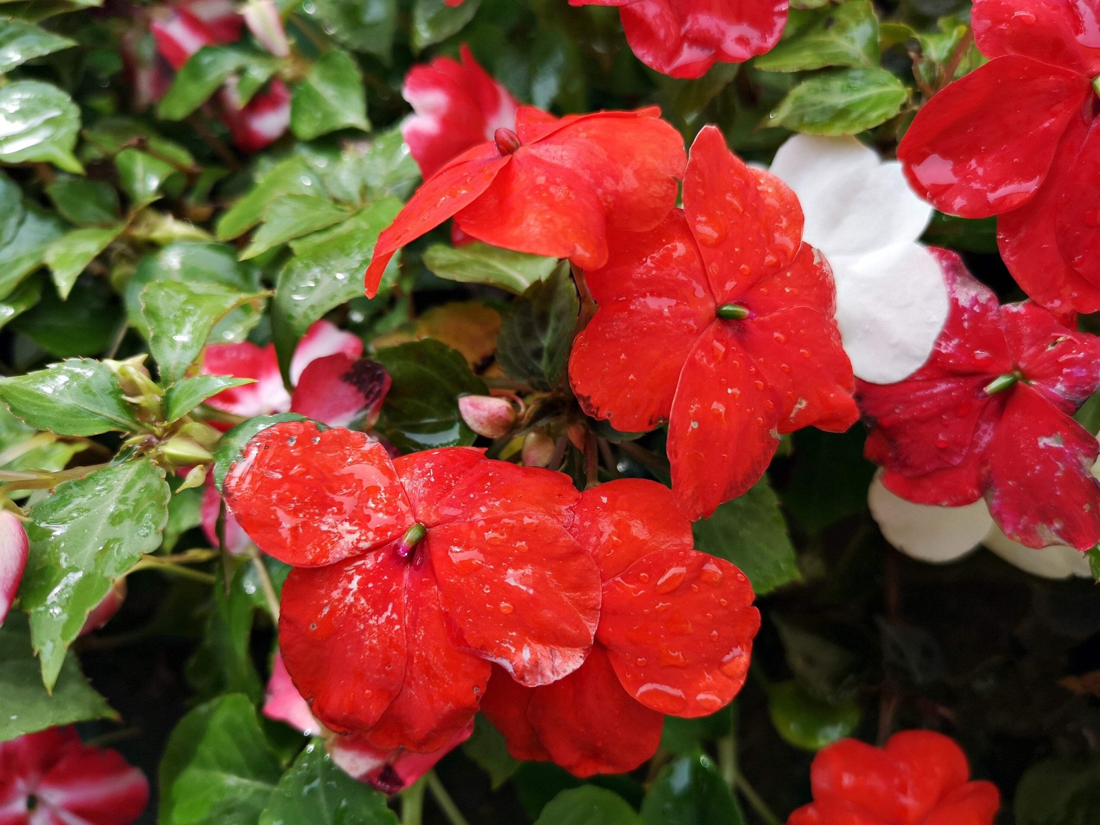 50 DWARF RED IMPATIENS Scarlet Walleriana Sun or Full Shade Flower Seeds *FlatSH