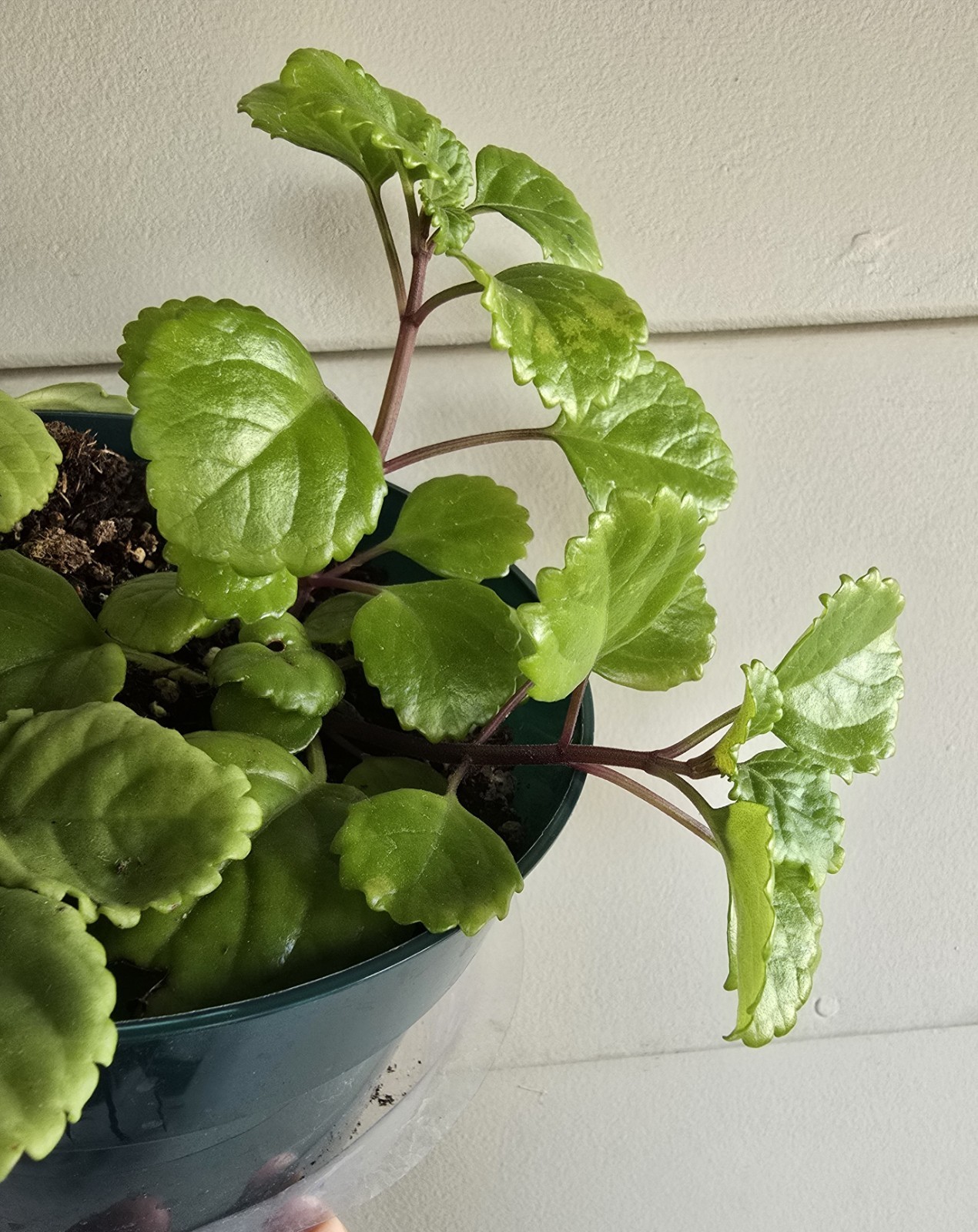 Swedish Ivy| Plectranthus Verticillatus| Live Plants Rooted in 4″ Nursery Pot