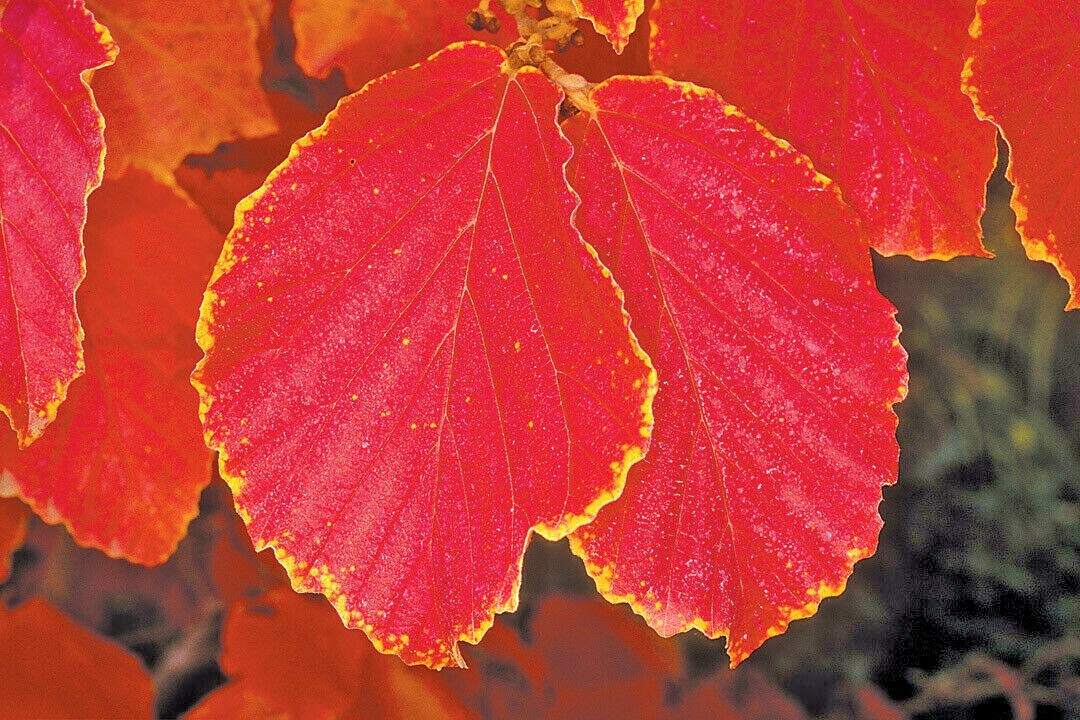 10 DIANE WITCH HAZEL SEEDS – Hamamelis x intermedia ‘Diane’